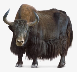 Yak Png Transparent Image - Yak Png #3839952
