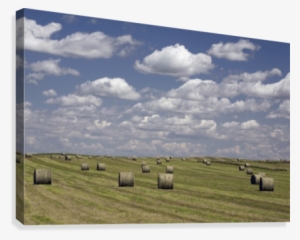 Hay Bales In Field, Alberta, Canada Canvas Print #3840424