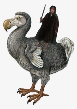 Now Get Ready For - Dodo Pigeon #3842516