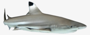 Shark Fin Png Download - Great White Shark #3843158
