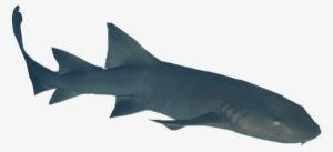 Dive Deep Into The Waters Off The Coast Of Belize To - Requiem Shark #3843163