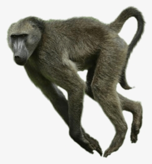 Animals - Baboons - Baboon Loose In San Antonio #3843524