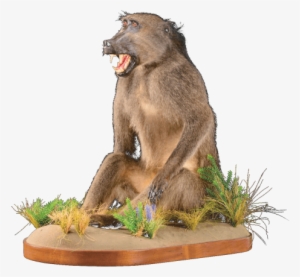 Free Png Baboon Png Images Transparent - Portable Network Graphics #3843572