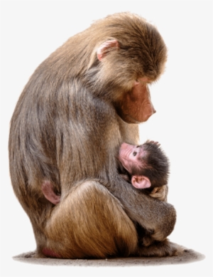 Free Png Baboon With Baby Png Images Transparent - Baboon Blood #3843663