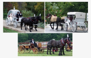 From Elegantly Rustic To Princess-like Wow, We Can - Bride #3843693