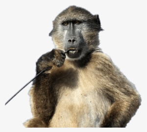 Baboon With Stick In His Mouth - Cape Town Baboon #3843721