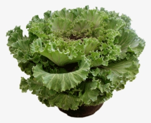Curly Kale #3843899