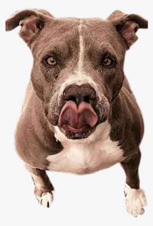 Let Your Pet Be Part Of Our Family - Pit Bull #3843927