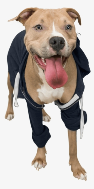 Dogpack Opted For Influencers Of The Four-legged Variety - American Pit Bull Terrier #3843954