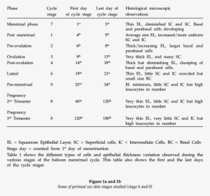 Baboon Vaginal Histological Observations - Number #3844139