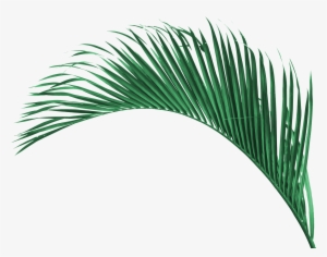 Relax Zone - Roystonea #3844266