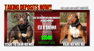 Xxl Puppies For Sale Click Here - Red Nose #3844397