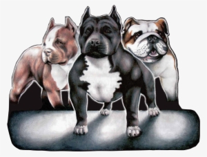 Bullypicture Dogs - Maximum Bully #3844524