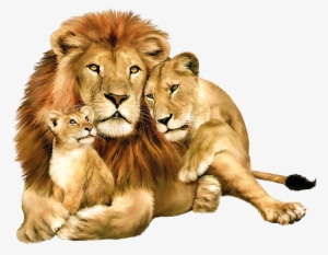 Lion Png Image - Lion Lioness And Cub #3844577