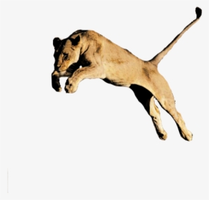 Lion Png Image Hd - Female Lion Transparent Background #3844607
