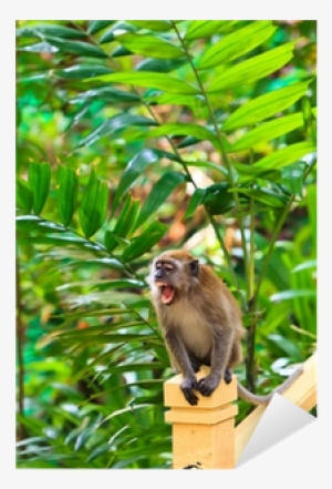 Macaque #3844783