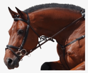 Happy Mouth Horse Bit - Happy Mouth Bit #3844786