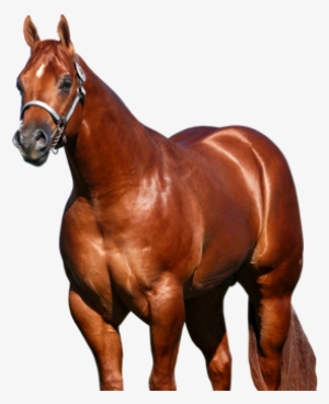 American Quarter Horse - American Quarter Horse Png #3844813