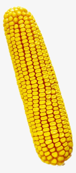 Ftecorn Corn Feedcorn Dentcorn Autumn Freetoedit - Aurangabad #3844944