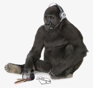 Please Fill In The Following Form And We'll Be In Touch - Gorilla #3844946