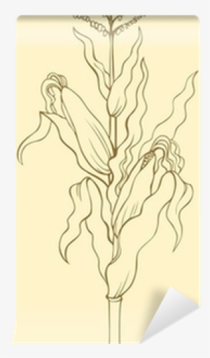 Corn Stalk, Leaves, Ears And Seeds Wall Mural • Pixers® - Sketch #3845040