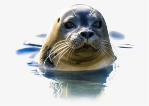 Free Png Seal Png Images Transparent - Seal Png #3845105