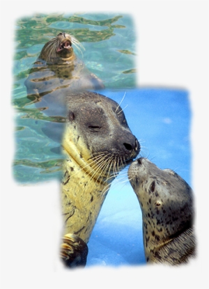 Animal Infobook - Harbor Seals Seaworld #3845269