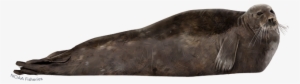 Bearded Seal #3845301