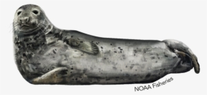 Gray Seal - Illustration #3845423