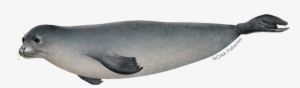 Hawaiian Monk Seal - Hawaiian Monk Seal Png #3845610