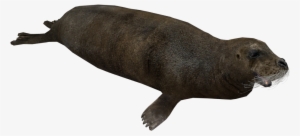 Bearded Seal #3845724