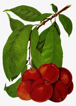 This Free Icons Png Design Of Plums 2 #3845998