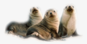 Publicat De Eu Ciresica La #3846065