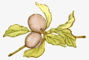 Mirabelle Plum Fruit Line Art Food - Clip Art #3846528