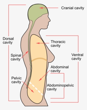 Clip Art Human Body Outline Printable - Body Cavities #3847346