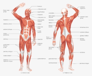 Vector Black And White Stock Achilles Drawing Human - Muscular System Drawing With Label #3847387