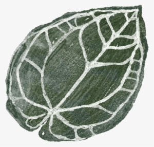 Daun Kuping Gajah - Cabbage #3847480