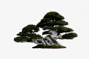 Download Gambar Png Pohon & Daun Gratis - Amazing Tree Png #3847582