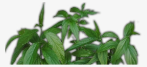 Untitled-1 - Elephant #3847740