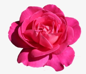 Pink Rose Png - Rose #3849831