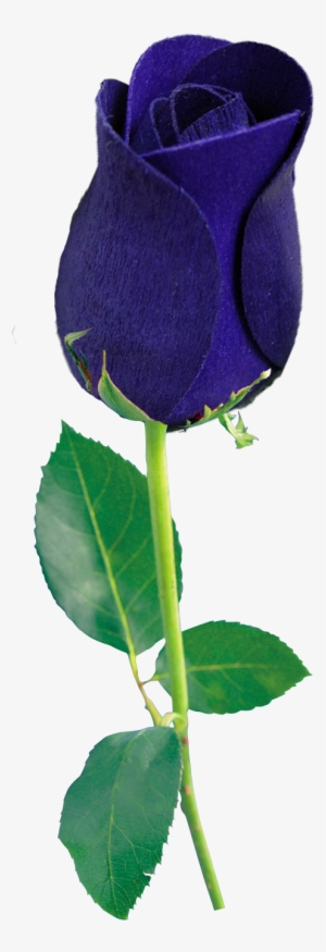 Backgrounds Oliver Trevino - Blue Rose Png File #3850136 Backgrounds Oliver Trevino - Blue Rose Png File #3850136