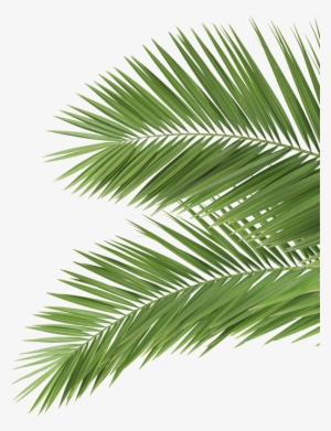 What Would You Do If You Really Owned Your Life - Palm Leaf Black & White Ii Mug - 11 Oz By Orara #3851198