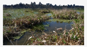Marsh Wetlands Png Background Stock Photo 0332 Dar - Freshwater Marsh #3851777