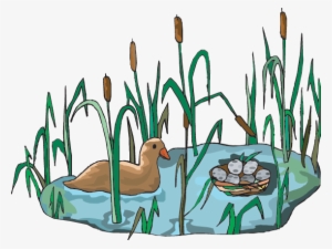 A Wetland Habitat - Wetlands Clipart #3851825