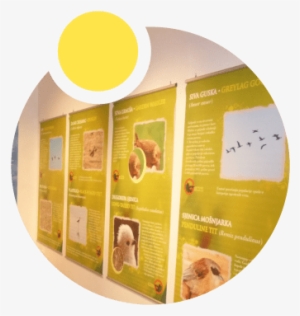 No Wetland Habitats, No Wetland Birds Either - Bird #3852256