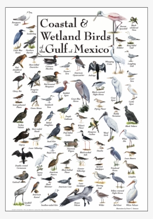 Shopping Cart -  -  - Coastal & Wetland Birds Of Florida Poster #3852311