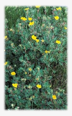 Duration - Shrubby Cinquefoil #3852585