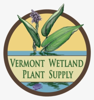 Vermont Wetland Plant Supply - Violencia Sexual #3852720