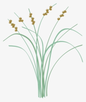 Ian Symbol Scirpus Americanus - Dwarf Day Lily #3852872