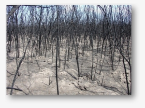 The Gila River Indian Community Department Of Environmental - Red Pine #3852929